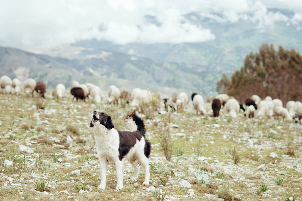 Hütehund führen