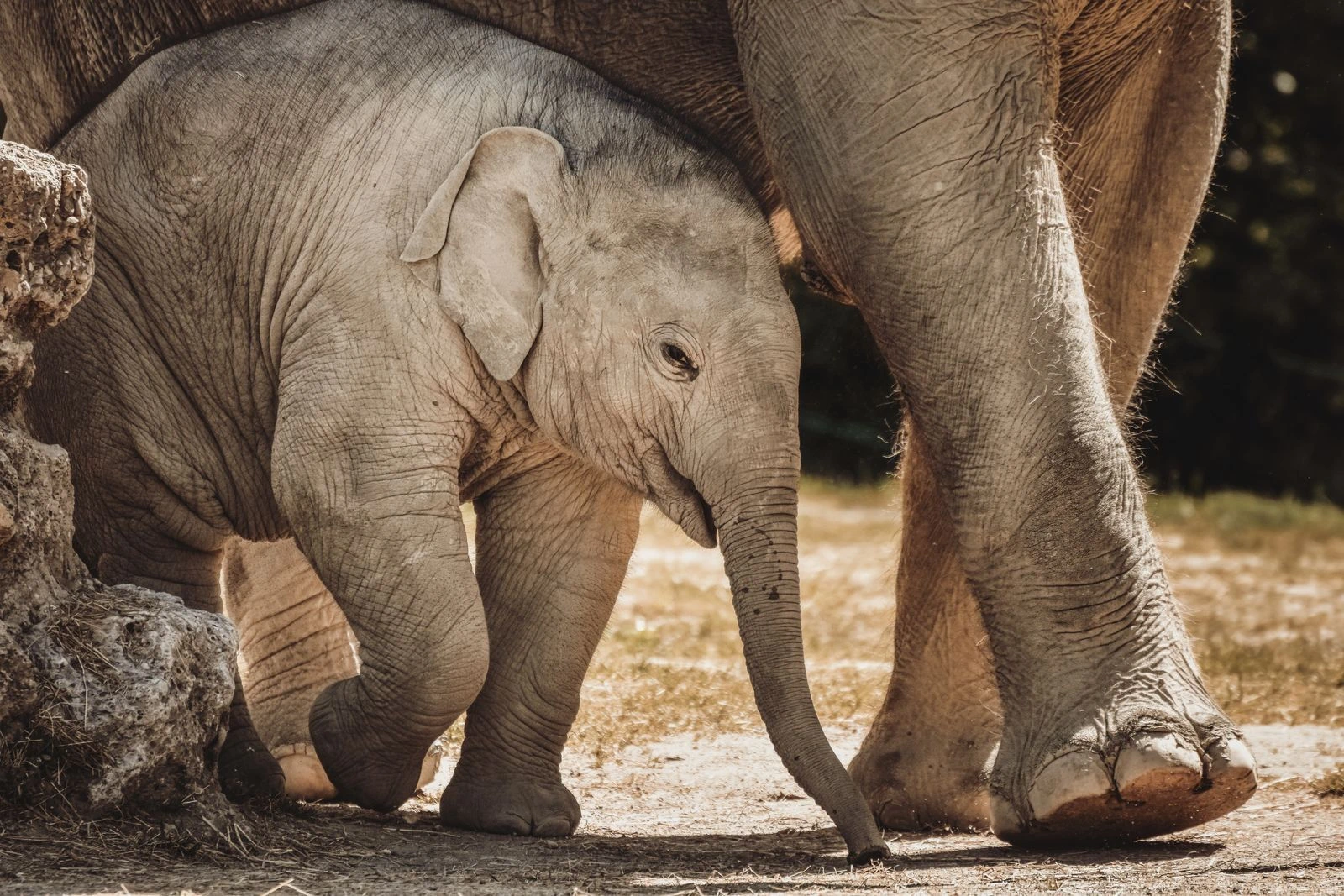 Tierpfleger/in - Zoo Titelbild