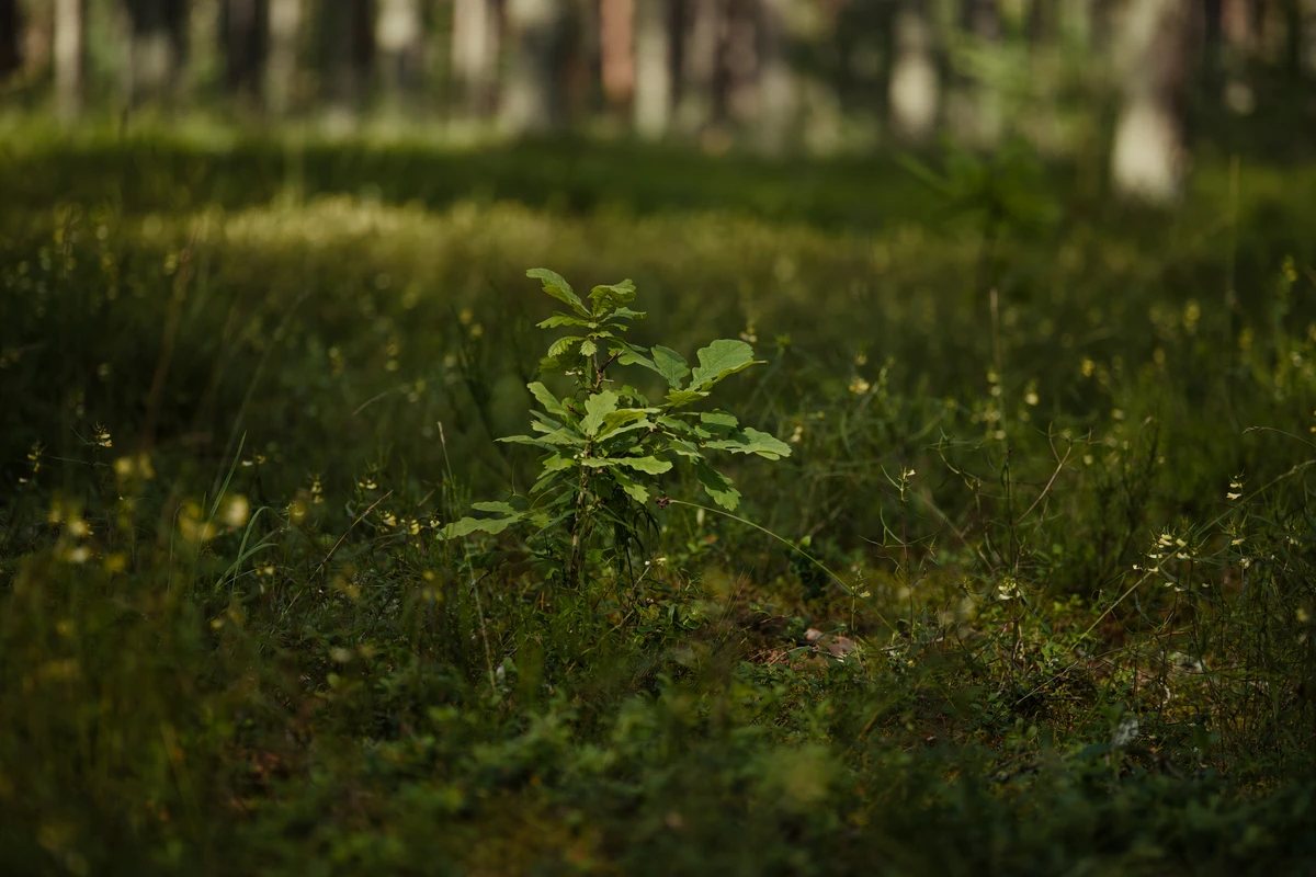 Wald pflanzen und pflegen