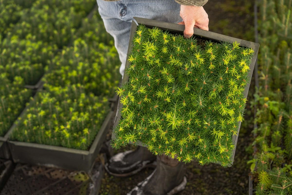 Gehölze vermehren