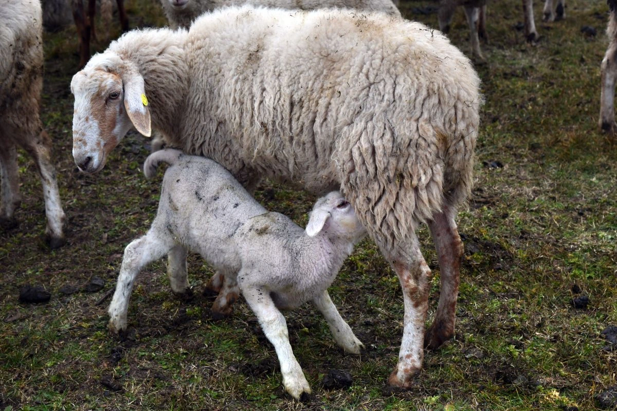 Lammzeit betreuen