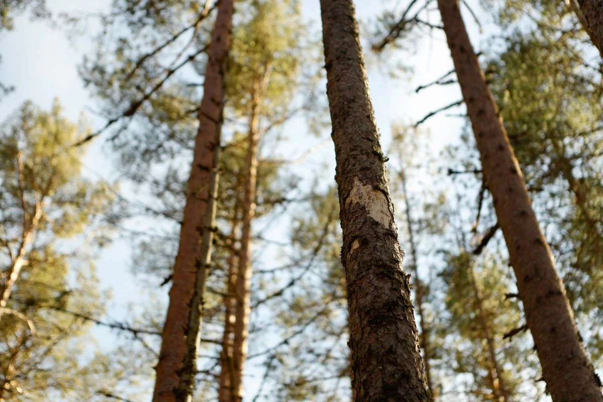 Wald schützen